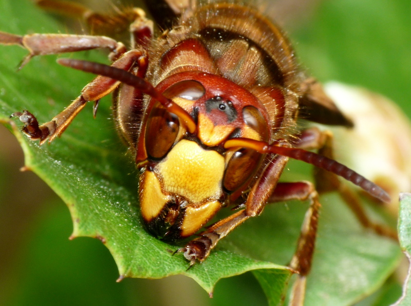 Vespa crabro